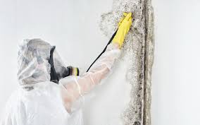 Why You Should Choose Our Mold Remediation Services in Golden, CO